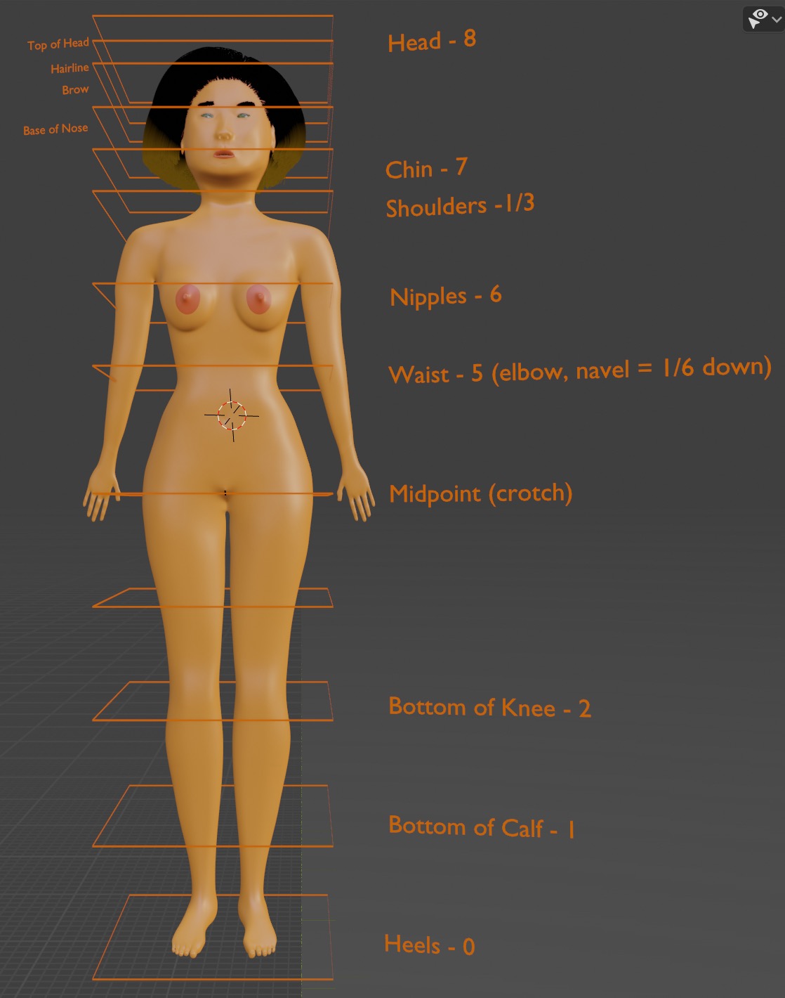 Body Proportions